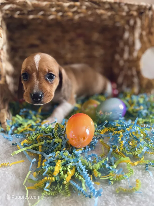 M2 – Dachshund puppy for sale in Judsonia, AR