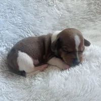 M2, a male Dachshund for sale in Judsonia, AR – Photo 3 of 4