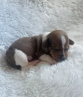 M2, a male Dachshund for sale in Judsonia, AR – Photo 1 of 2