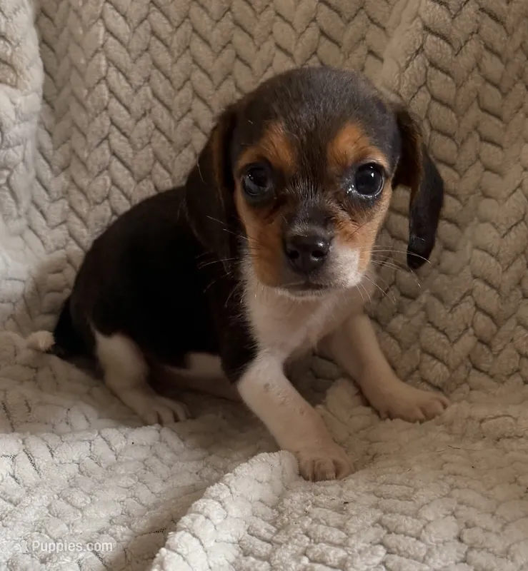 F4 – Beagle puppy for sale in Judsonia, AR