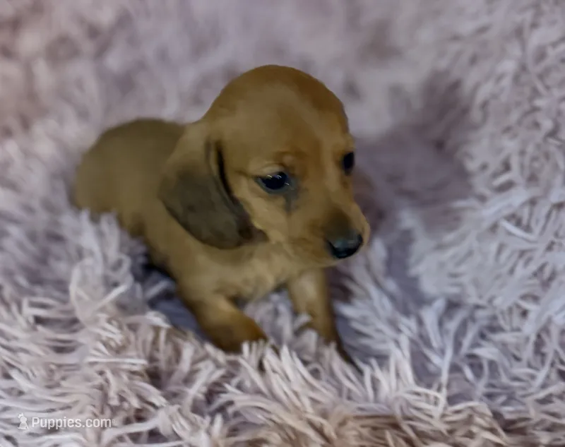 F2 – Dachshund puppy for sale in Judsonia, AR