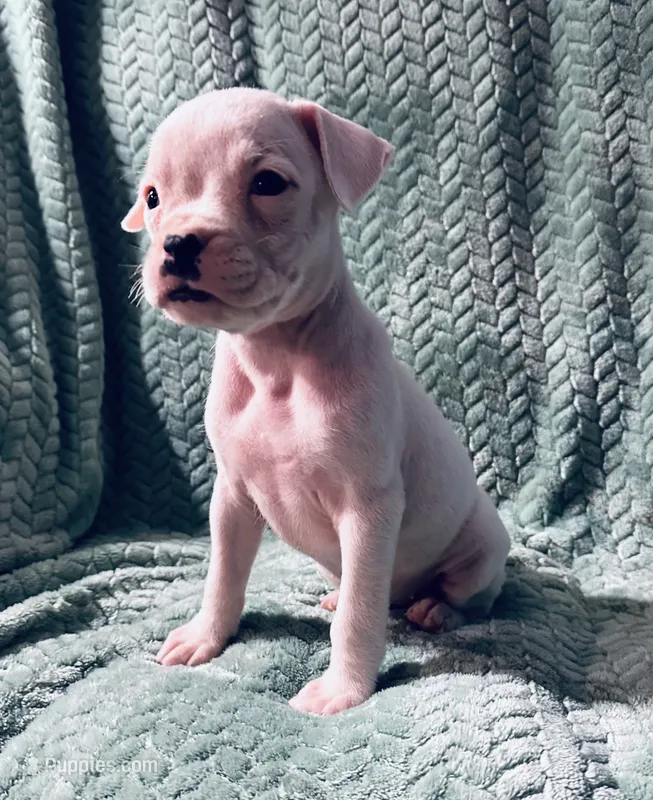 F1 – Boxer puppy for sale in Judsonia, AR