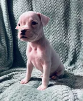 F1, a female Boxer for sale in Judsonia, AR – 2 of 2