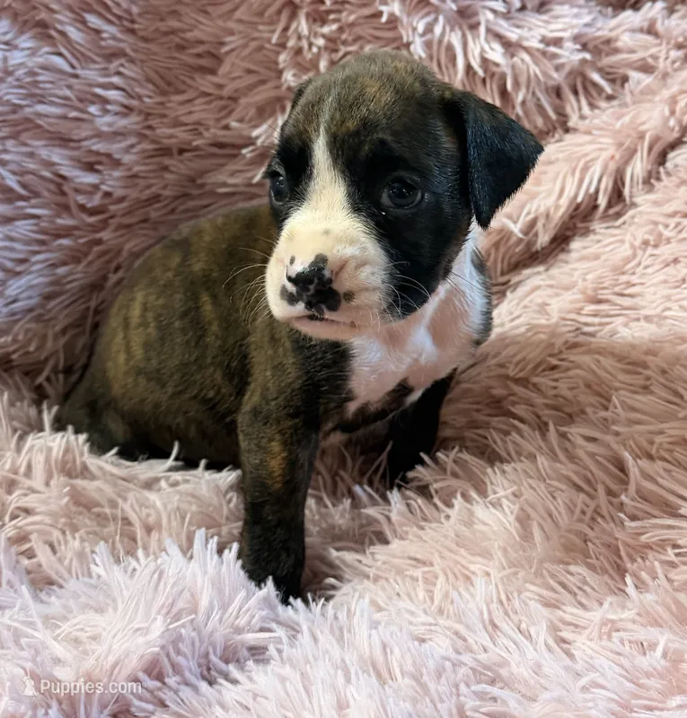 F1 – Boxer puppy for sale in Judsonia, AR