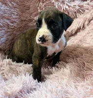 F1, a female Boxer for sale in Judsonia, AR – 1 of 1