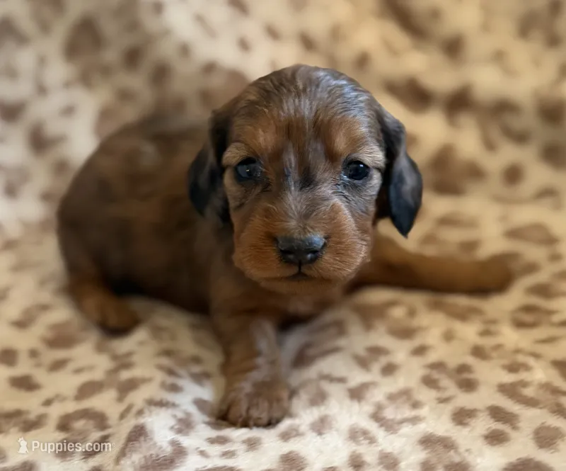 F1 – Dachshund puppy for sale in Judsonia, AR