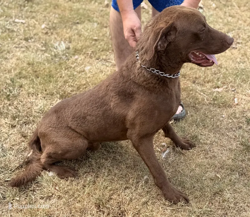 Ruger – Chesapeake Bay Retriever puppy for sale in Judsonia, AR