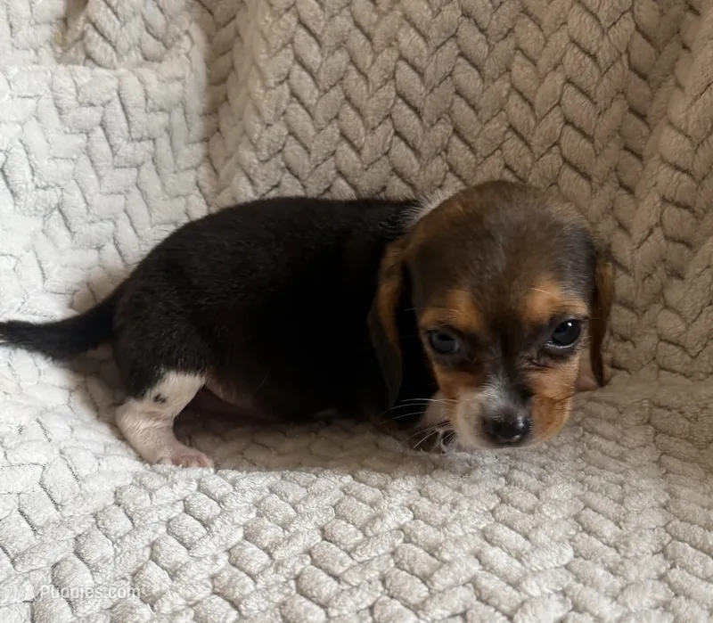 F1 – Beagle puppy for sale in Judsonia, AR
