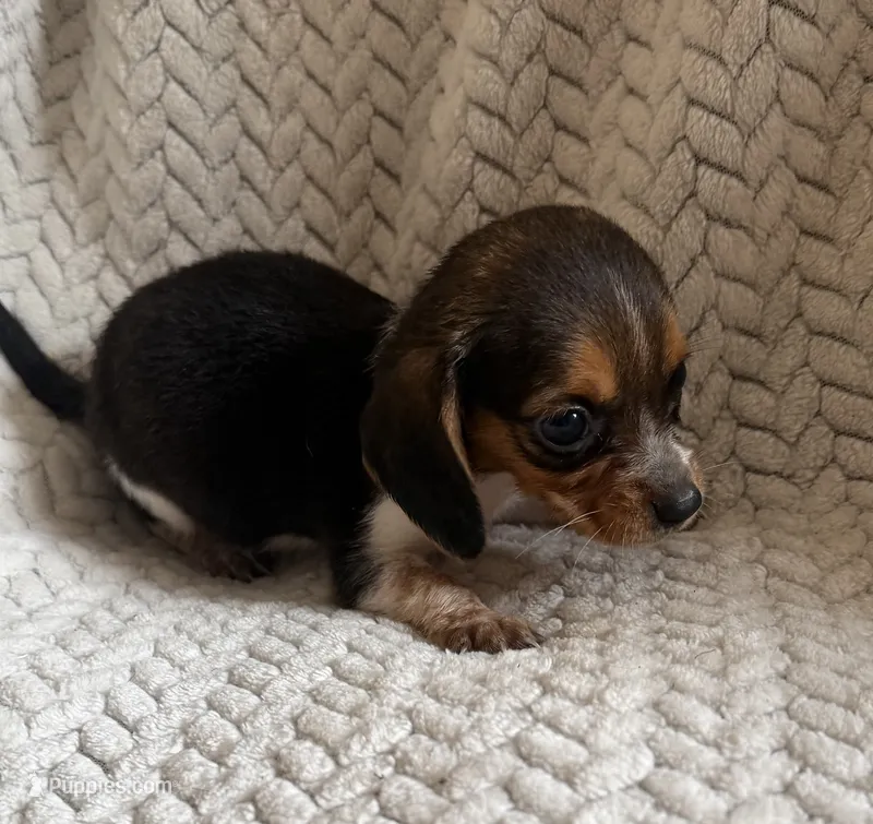 F3 – Beagle puppy for sale in Judsonia, AR