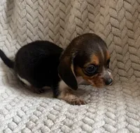 F3, a female Beagle for sale in Judsonia, AR – 1 of 1