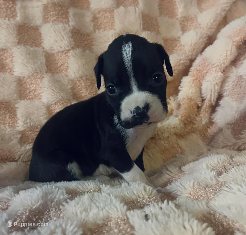 F2 – Boxer puppy for sale in Judsonia, AR