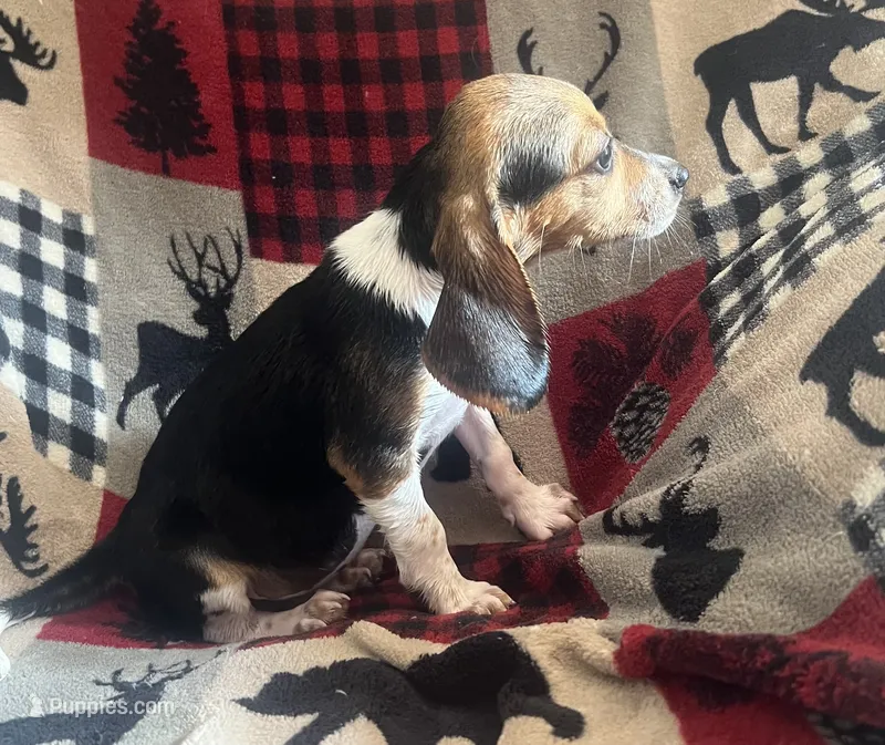 F1 – Beagle puppy for sale in Judsonia, AR