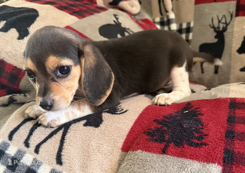 F4 – Beagle puppy for sale in Judsonia, AR