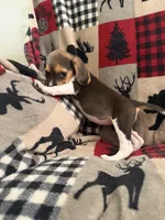 F1, a female Beagle for sale in Judsonia, AR – 3 of 5