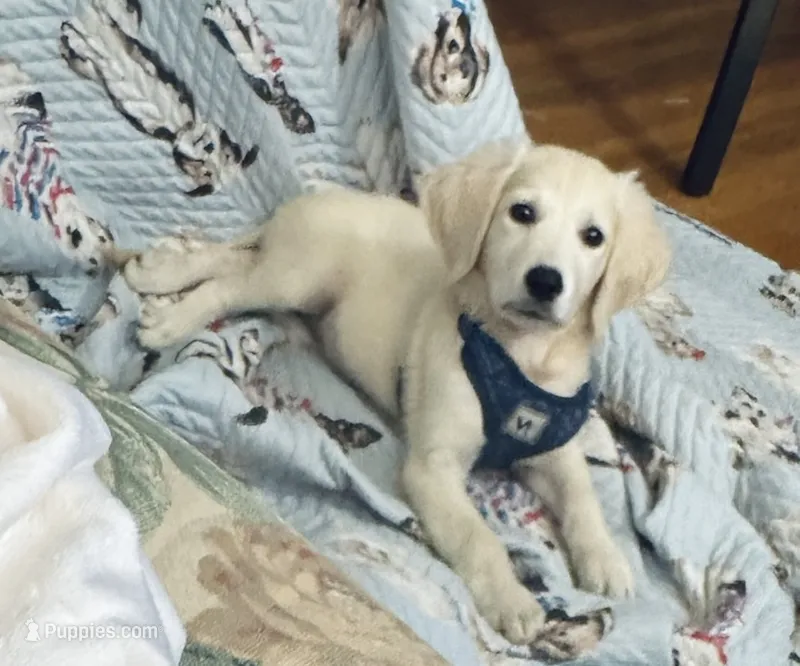 Jeepers  – Golden Retriever puppy for sale in Judsonia, AR