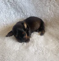 M1, a male Dachshund for sale in Judsonia, AR – Photo 1 of 2