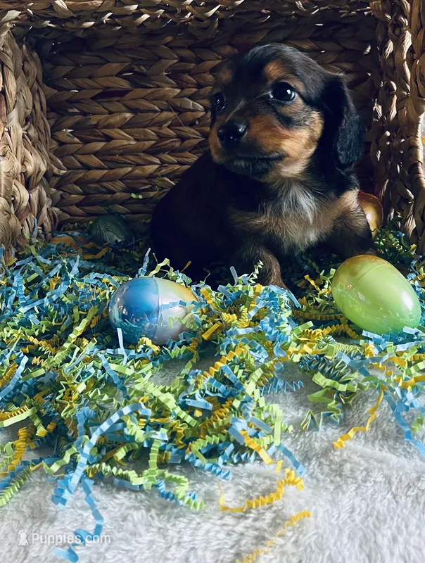 M1 – Dachshund puppy for sale in Judsonia, AR