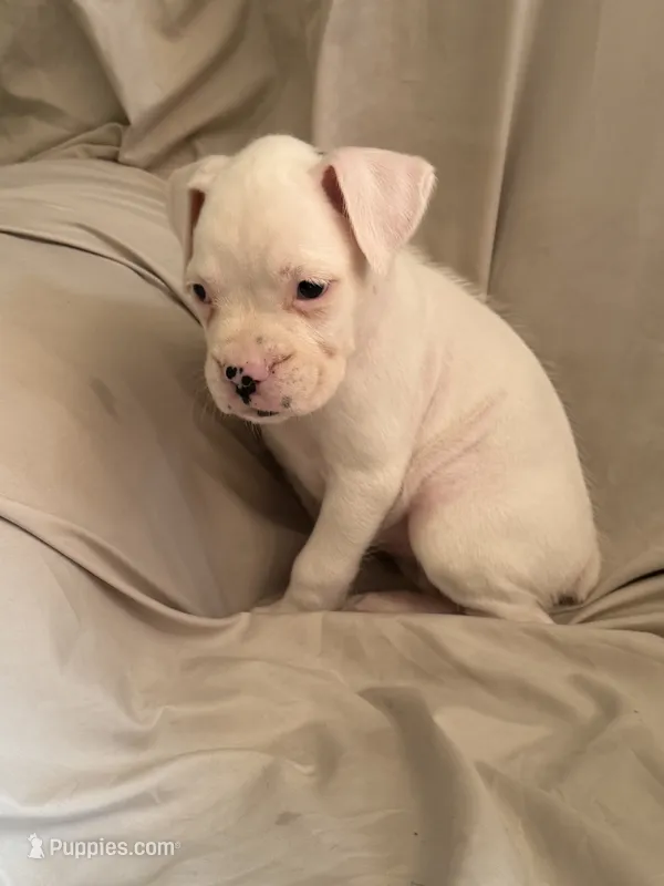 F1 – Boxer puppy for sale in Judsonia, AR