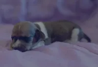 Pups, a male Dachshund for sale in Judsonia, AR – Photo 8 of 8