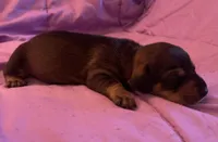 Pups, a male Dachshund for sale in Judsonia, AR – Photo 4 of 8