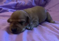 Pups, a male Dachshund for sale in Judsonia, AR – Photo 6 of 8