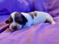 Pups, a male Dachshund for sale in Judsonia, AR – Photo 2 of 8