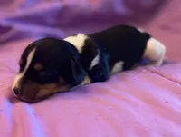 Pups, a male Dachshund for sale in Judsonia, AR – Photo 7 of 8