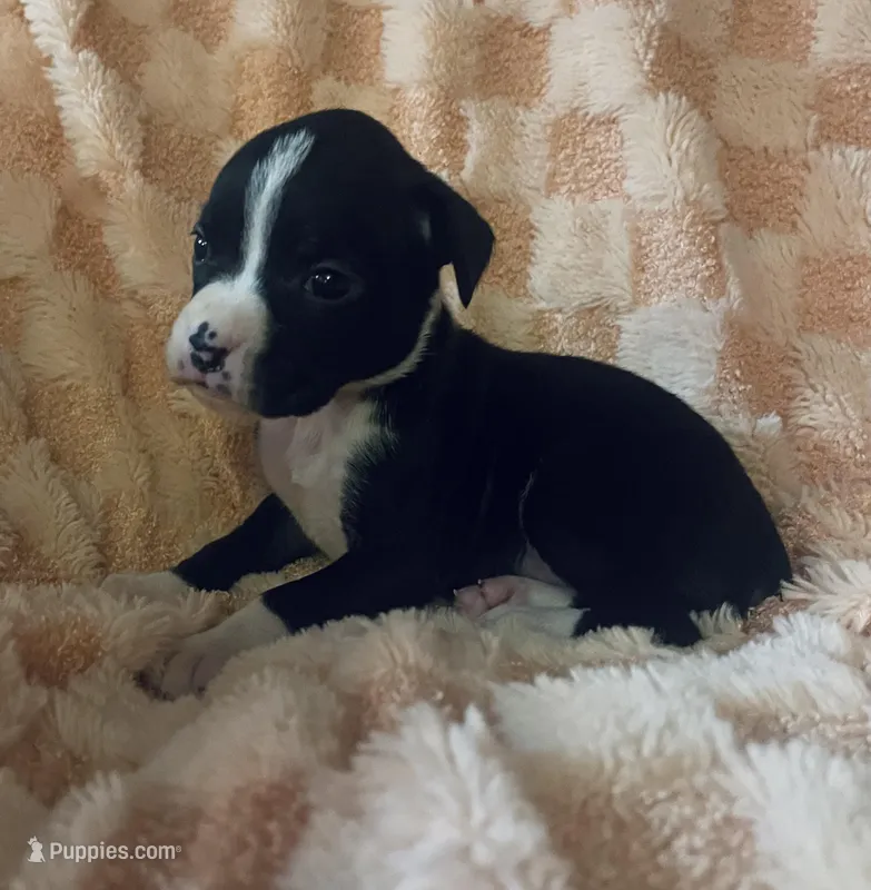 F4 – Boxer puppy for sale in Judsonia, AR