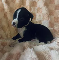 F4, a female Boxer for sale in Judsonia, AR – Photo 1 of 2