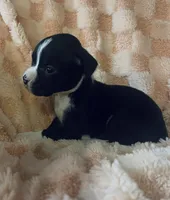 F4, a female Boxer for sale in Judsonia, AR – Photo 2 of 2