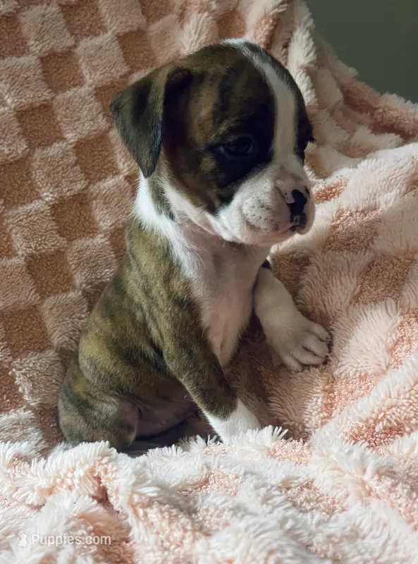 F3 – Boxer puppy for sale in Judsonia, AR