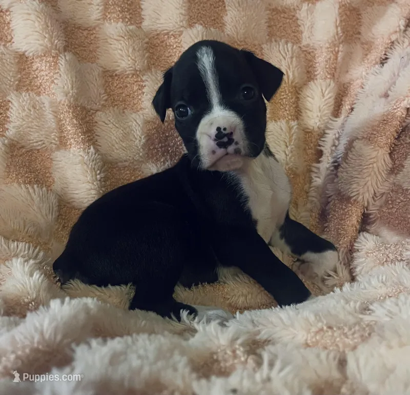 M2 – Boxer puppy for sale in Judsonia, AR