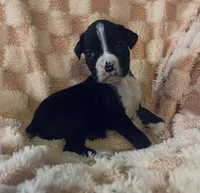 F5, a female Boxer for sale in Judsonia, AR – 3 of 3