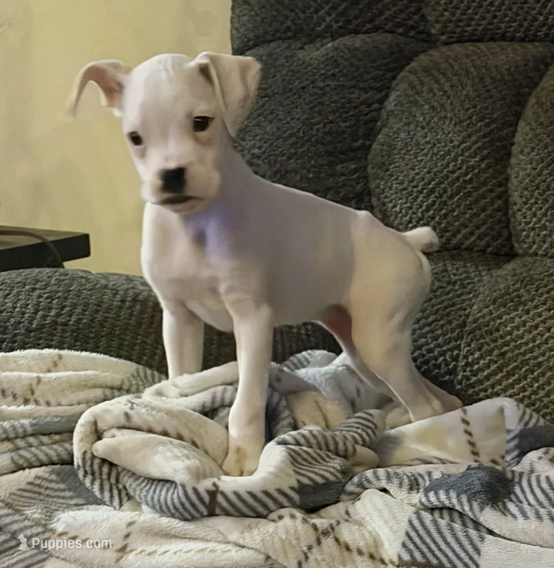 F1 – Boxer puppy for sale in Judsonia, AR