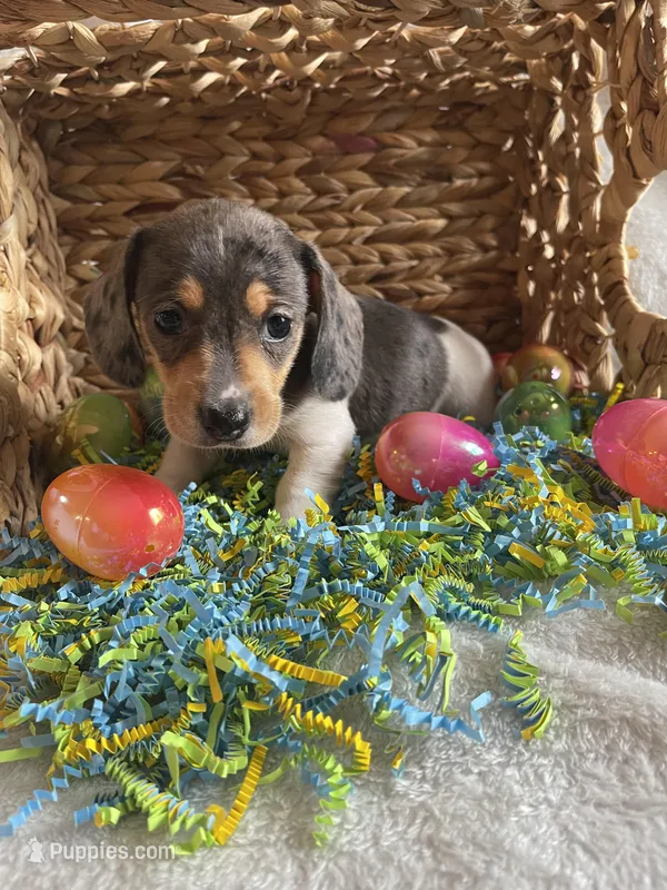 F1 – Dachshund puppy for sale in Judsonia, AR