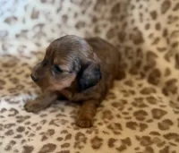 F1, a female Dachshund for sale in Judsonia, AR – 2 of 2