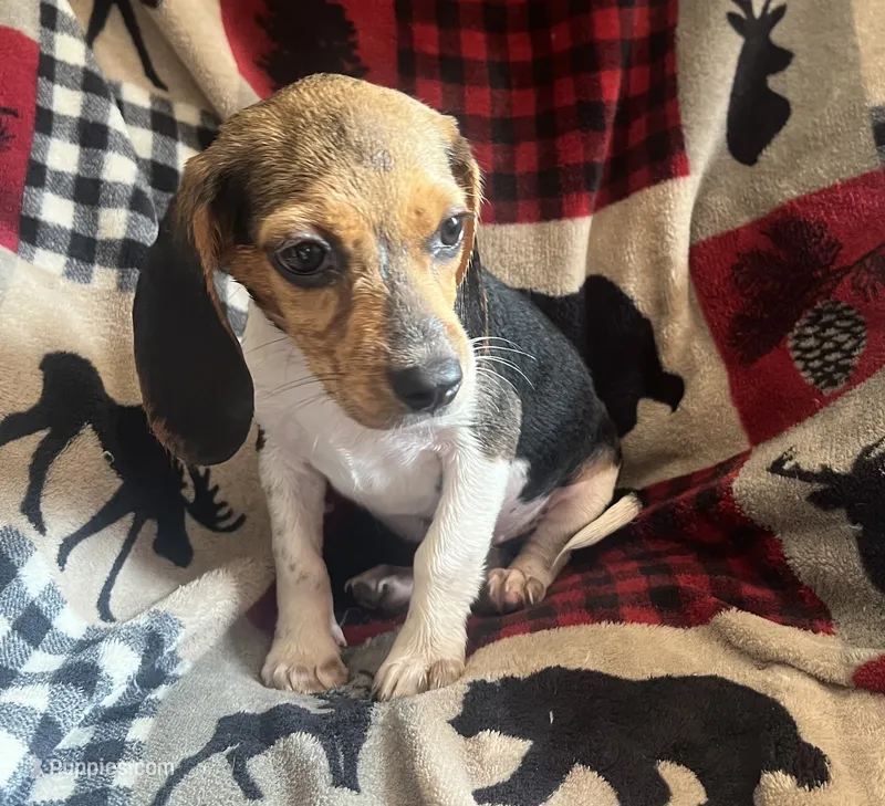 F5 – Beagle puppy for sale in Judsonia, AR