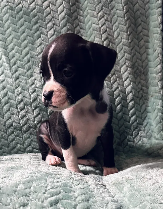 F2 – Boxer puppy for sale in Judsonia, AR