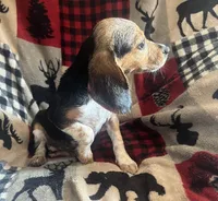 F2, a female Beagle for sale in Judsonia, AR – 2 of 4
