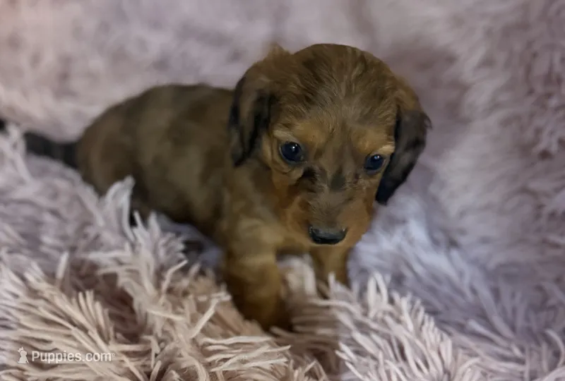 F3 – Dachshund puppy for sale in Judsonia, AR