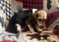 F1, a female Beagle for sale in Judsonia, AR – 2 of 5