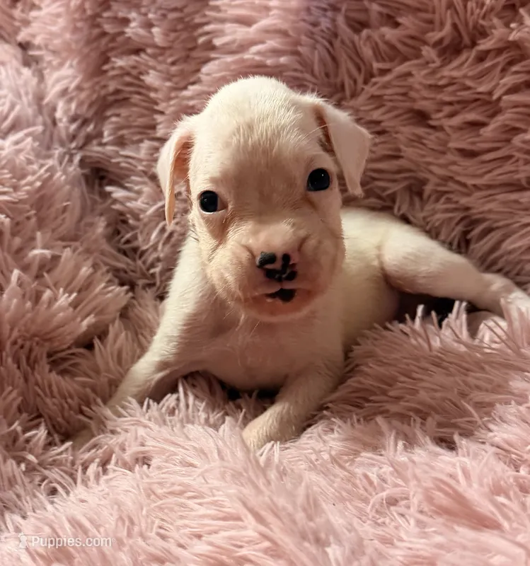 M2 – Boxer puppy for sale in Judsonia, AR