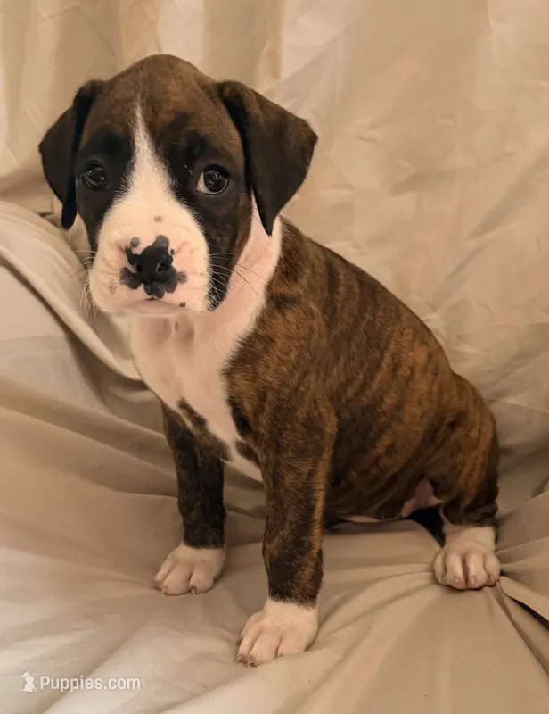 F1 – Boxer puppy for sale in Judsonia, AR