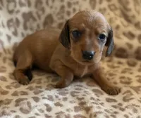 F2, a female Dachshund for sale in Judsonia, AR – 2 of 2