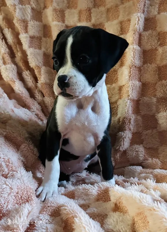 F5 – Boxer puppy for sale in Judsonia, AR