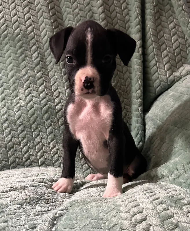 F4 – Boxer puppy for sale in Judsonia, AR