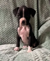 F4, a female Boxer for sale in Judsonia, AR – 2 of 3
