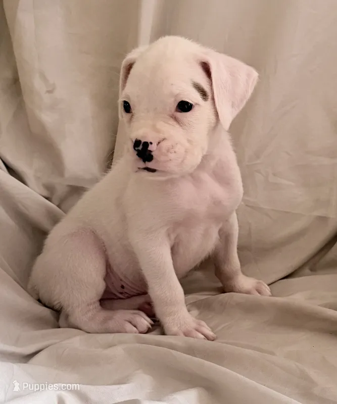 M2 – Boxer puppy for sale in Judsonia, AR