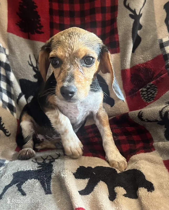 F2 – Beagle puppy for sale in Judsonia, AR