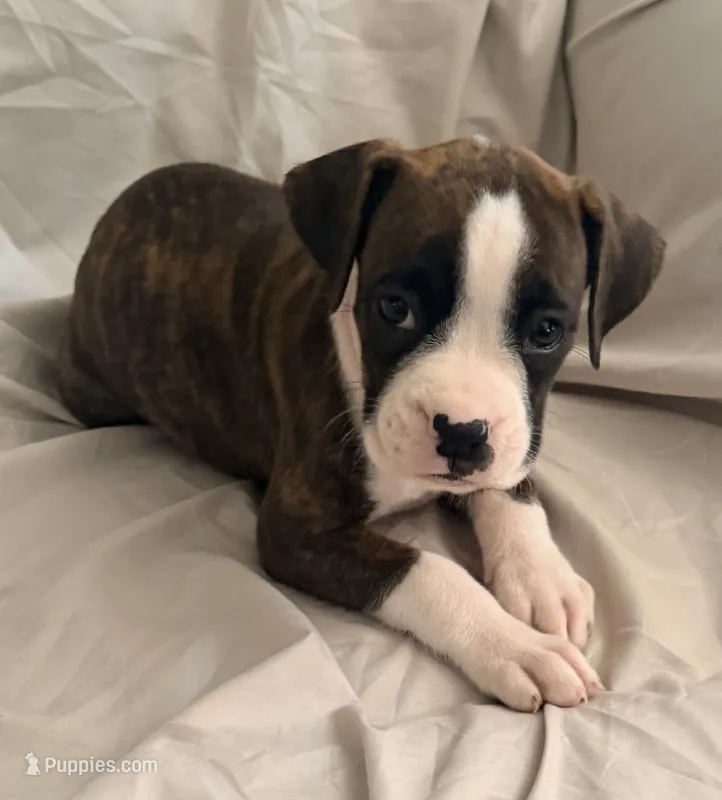 F2 – Boxer puppy for sale in Judsonia, AR